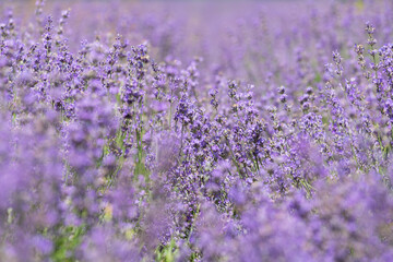 Purple violet color lavender flower field closeup background