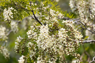 Blooming Robinia pseudoacacia close up