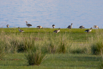 Grey geese on the river bank in summer