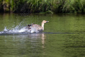 Bean goose running on water, close up