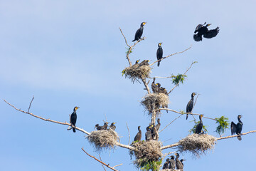 Many great cormorant nests in the trees