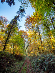 Waldweg durch den herbstlichen Mischwald