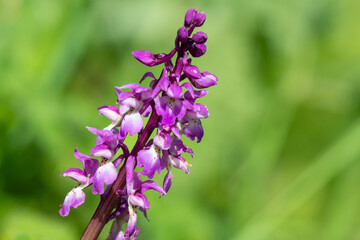 Obraz premium Close up of an early purple orchid (orchis mascula) flower