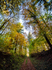 Waldweg durch den herbstlichen Mischwald