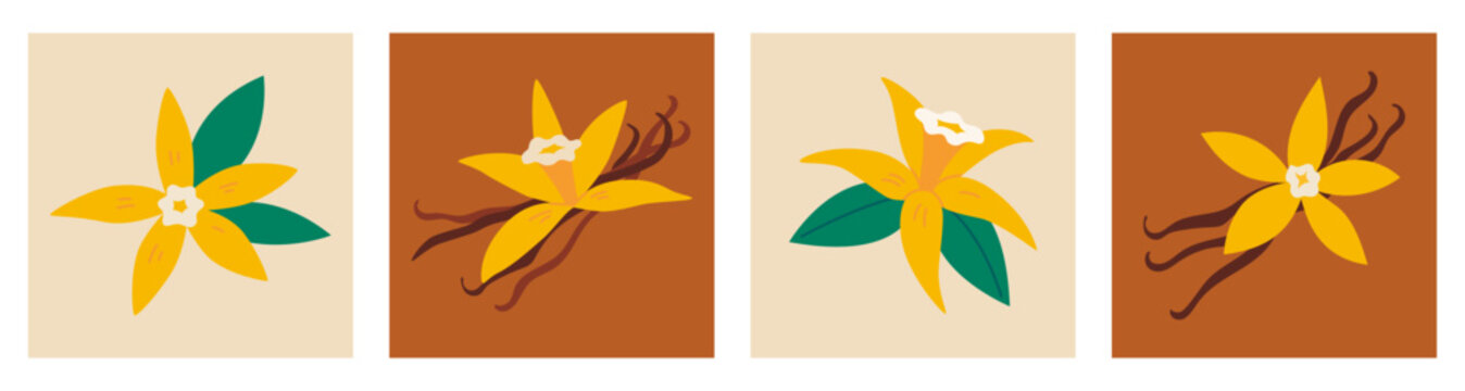 Vanilla flower with dried vanilla sticks set. Trendy modern vector illustration