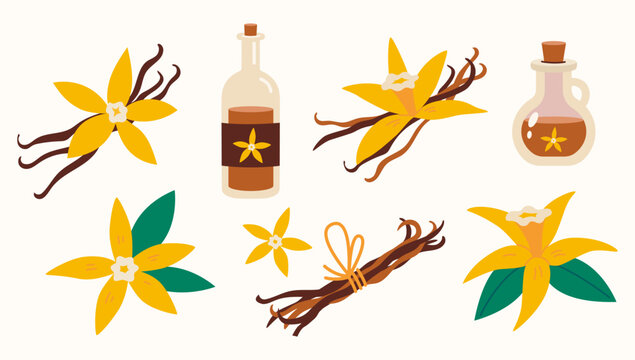 Vanilla flower with dried vanilla sticks, syrup and essential oil in bottle. Trendy modern vector illustration isolated on background.