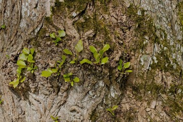 Young shoots on a tree trunk. Revival of new life. Selective focus.