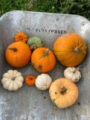 Assorted Pumpkins and Gourds in a Rustic Wheelbarrow – Organic Fall Harvest Scene. Taken through a phone.