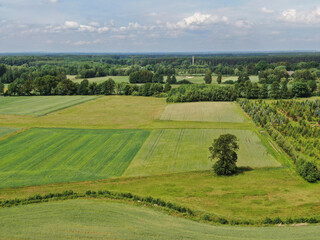 A tree against a background of green fields in Central Europe