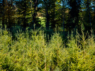 Wiederaufforstung im herbstlichen Mischwald