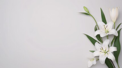 Fototapeta premium Elegant white lilies on a soft grey background, minimalist floral arrangement, serene and peaceful, copy space for sympathy messages or wedding invitations, graceful floral decor