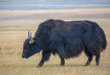 Black Tibetan yak is domesticated artiodactyl mammal from the genus of true bulls of the family...