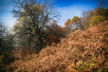 Mountain landscape in autumn. Beautiful colors of the leaves, trees and bushes. A path that leads between the forest оn mountain Kitka near the city of Skopje, Macedonia.