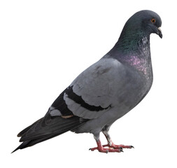 Columba livia domestica