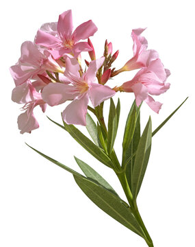 Branche de laurier rose fleuri	