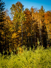 Wiederaufforstung im herbstlichen Mischwald