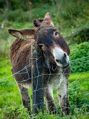 Junge Esel auf der Weide