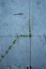 photo, plant, growth, nature, architecture, greenery, wall, concrete, minimalist, elegance, urban, design, harmony, environment, urbanization, beauty, climbing, modern, style