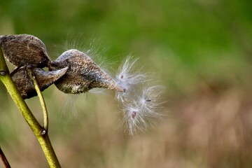 Asclepias known as milkweed dried and releasing fluffy white seed in northeast Pennsylvania
