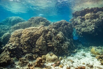 Fototapeta premium Red Sea - Egypt - Coral Reef