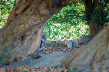 Close up of a Funny Squirrel on a grassland, Autumn season England