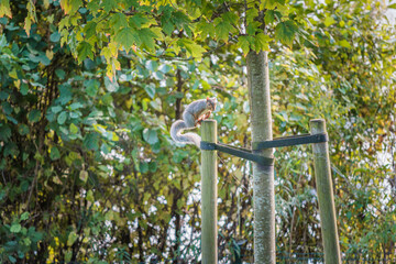 Funny Squirrel on a tree, Autumn season England