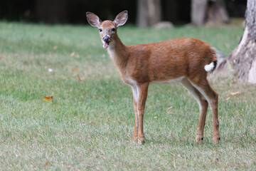 Deer in forest making funny face