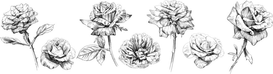 Rose floral botanical flowers set. Wild spring leaf wildflower isolated. Black and white engraved ink art collection. Isolated illustration elements on white background.