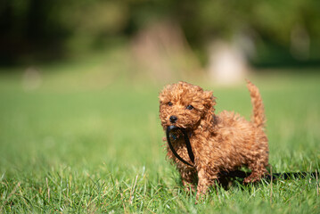 Pudel Welpe steht im Gras mit Leine