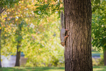 Funny Squirrel on a tree, Autumn season England
