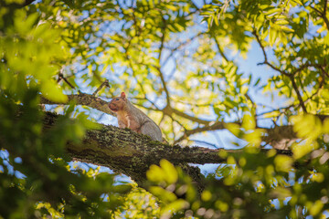 Funny Squirrel on a tree, Autumn season England