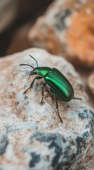 Macro shot of a metallic green beetle perched on a textured rock, showcasing its brilliant iridescent exoskeleton and intricate anatomical details