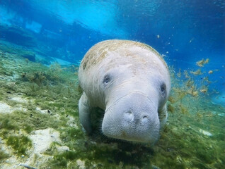 Manatee (Trichechus manatus latirostris) at Devil's Eye Spring on the Santa Fe River, Florida