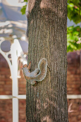 Funny Squirrel on a tree, Autumn season England