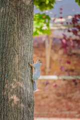 Funny Squirrel on a tree, Autumn season England