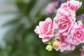 pink kalanchoe flower large with leaves