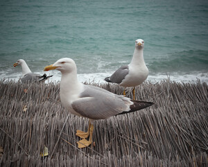 seagulls on the beach