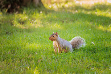 Close up of a Funny Squirrel on a grassland, Autumn season England