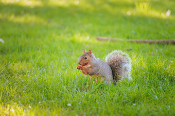 Close up of a Funny Squirrel on a grassland, Autumn season England