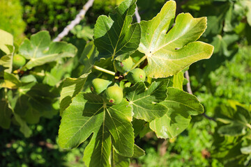 leaves foliage