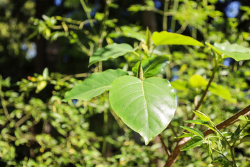 leaves foliage