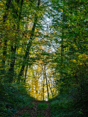 Waldweg durch den Herbstlichen Mischwald