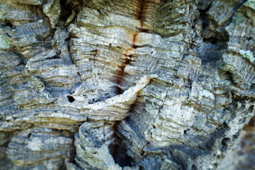 tree bark