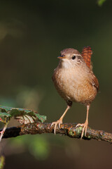 Carriça, pequena ave que habita zonas de mato, é uma ave muito ativa. Nome cientifico Troglodytes...