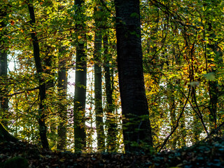 Waldweg durch den Herbstlichen Mischwald