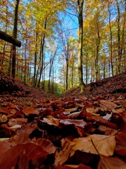autumn in the forest