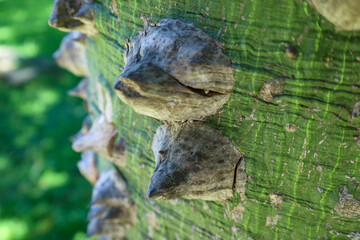 tree bark