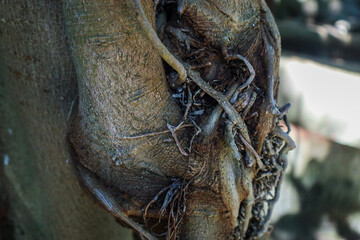 tree bark roots