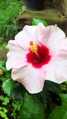 Close up of bright pink flower of hibiscus also known Hibiscus pink sinensis

