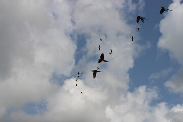 Birds flying in the sky